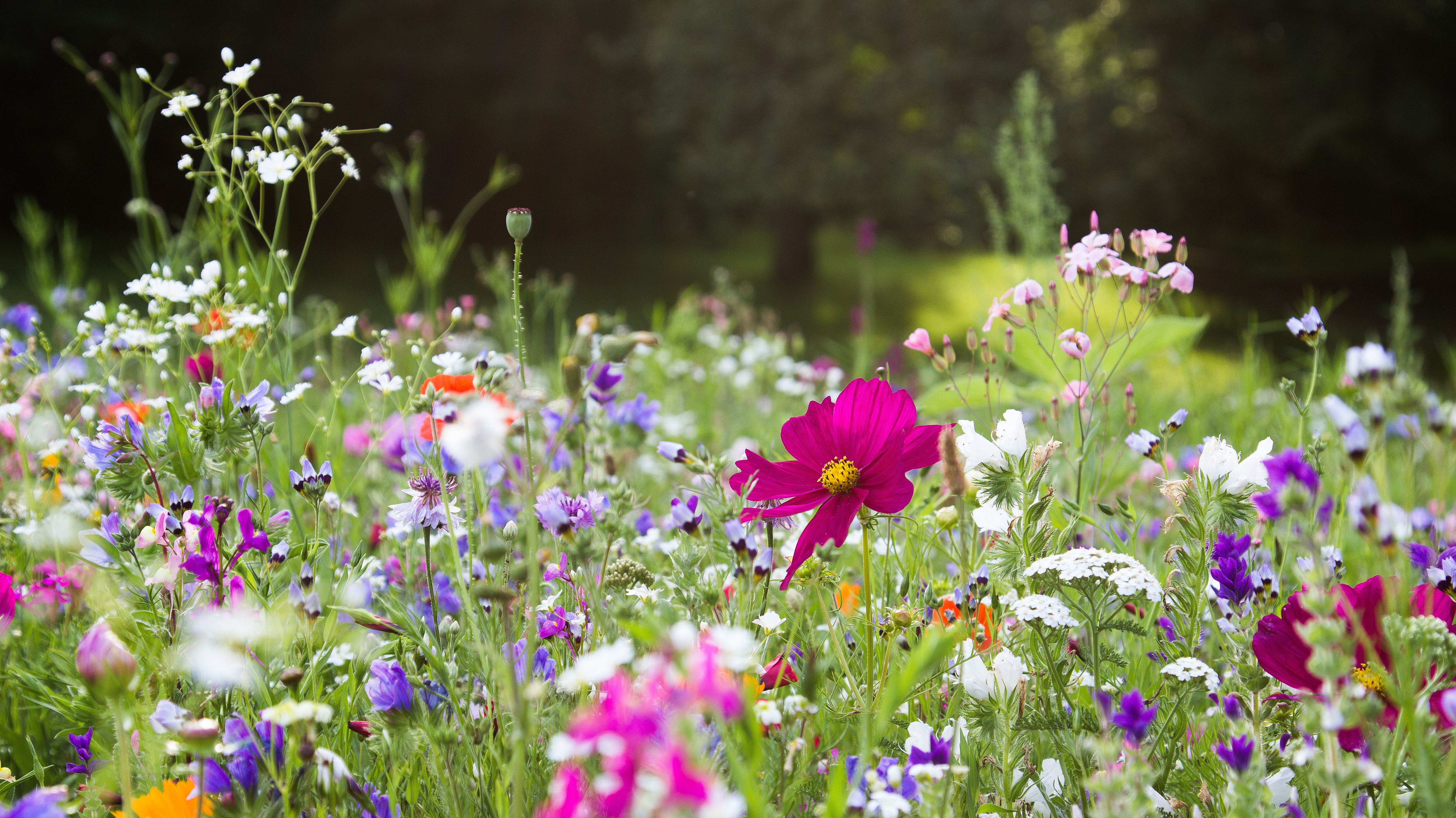 Securepoint setzt mit dem NABU Projekte regional um. Wildblumenfeld
